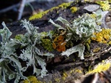 Ramalina canariensis image