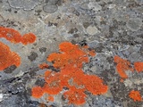 Caloplaca ignea image