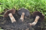Agaricus laparrae image