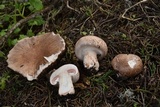 Agaricus agrinferus image