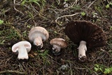 Agaricus agrinferus image
