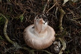 Agaricus agrinferus image