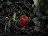 Hygrocybe splendidissima image