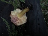 Hygrocybe splendidissima image