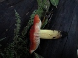 Hygrocybe splendidissima image