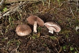 Agaricus bisporus image