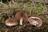 Agaricus bisporus image