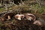 Agaricus bisporus image