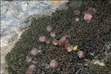 Lathagrium cristatum image