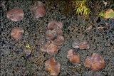 Lathagrium cristatum image
