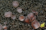 Lathagrium cristatum image