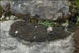 Lathagrium cristatum image