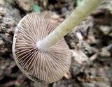 Psathyrella spadiceogrisea image