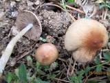 Psathyrella spadiceogrisea image