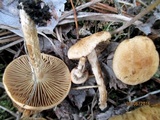 Inocybe agardhii image