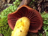 Cortinarius smithii image
