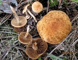 Inocybe agardhii image