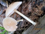 Pluteus longistriatus image