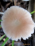 Pluteus longistriatus image