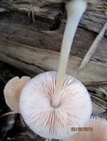 Pluteus longistriatus image