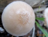 Pluteus longistriatus image