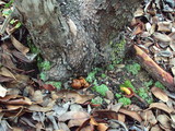 Cortinarius smithii image