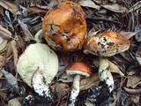 Leccinum manzanitae image