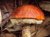 Leccinum manzanitae image