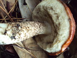 Leccinum manzanitae image