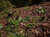 Morchella importuna image