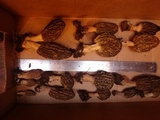 Morchella importuna image