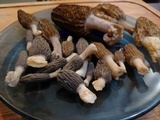 Morchella importuna image