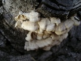 Irpex lacteus image