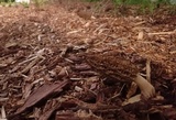 Morchella importuna image