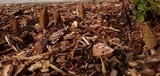 Morchella importuna image