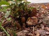 Morchella importuna image