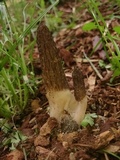 Morchella importuna image