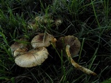 Pholiota terrestris image