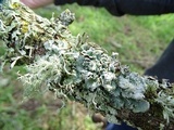 Usnea hirta image