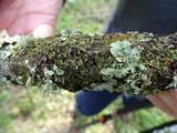 Melanohalea subolivacea image