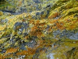 Caloplaca stantonii image