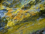 Caloplaca stantonii image