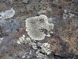 Dimelaena oreina image