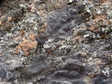 Lecidea atrobrunnea image