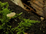 Simocybe haustellaris image