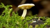 Simocybe haustellaris image