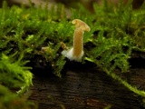 Simocybe haustellaris image
