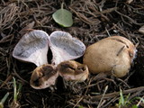 Scleroderma laeve image