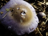 Cortinarius iodes image