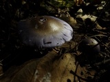 Cortinarius iodes image